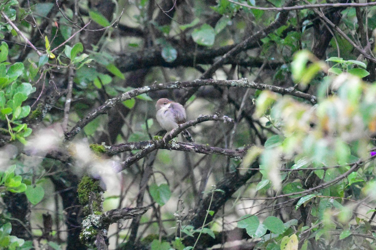 Singing Cisticola - ML617038947