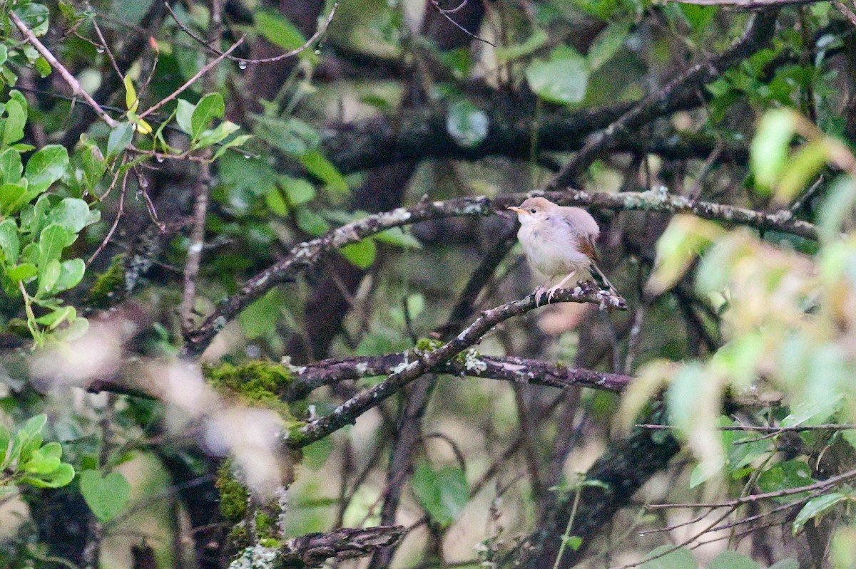 Singing Cisticola - ML617038948