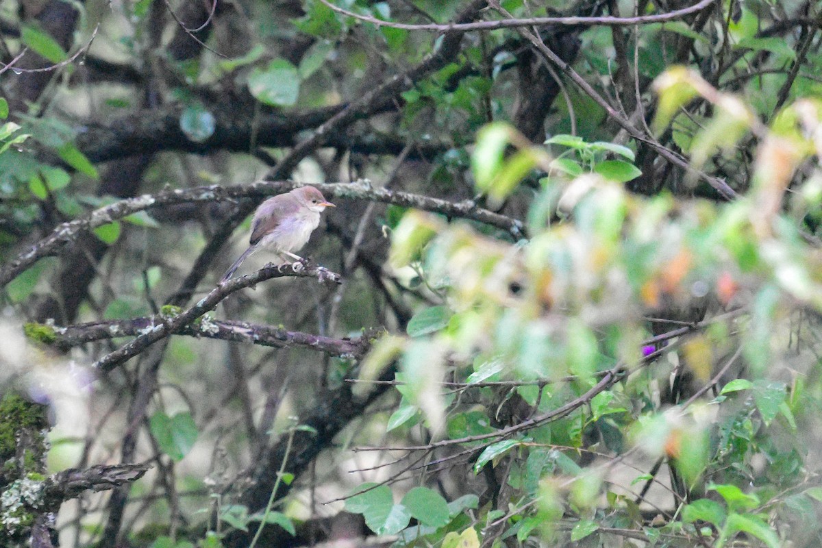 Singing Cisticola - ML617038949