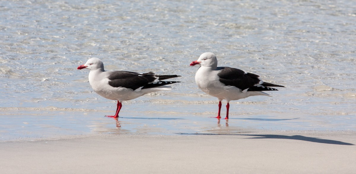 Gaviota Patagona - ML617039000