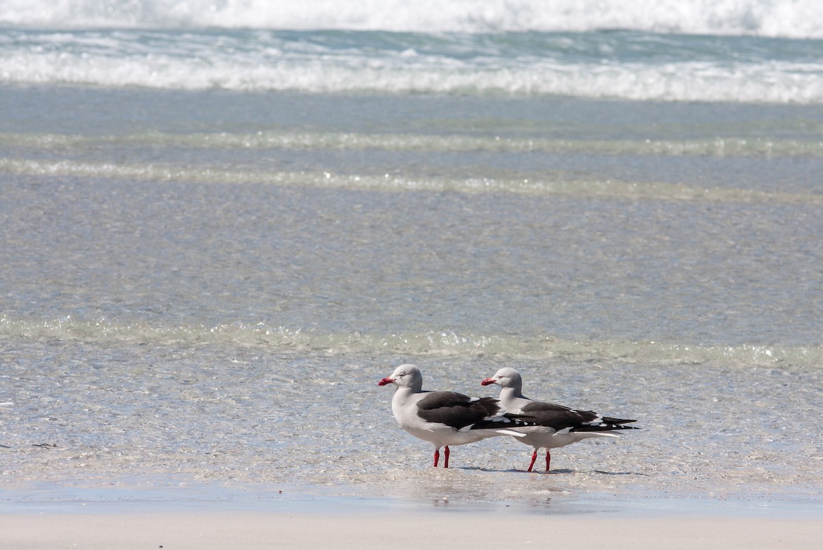 Gaviota Patagona - ML617039001