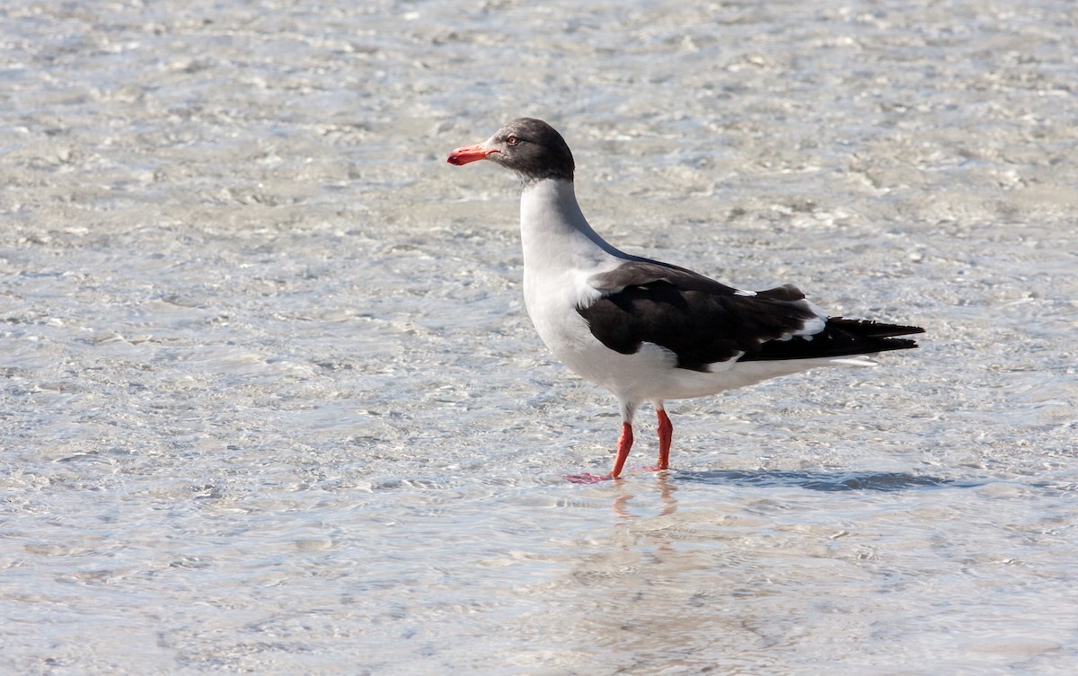 Dolphin Gull - ML617039003