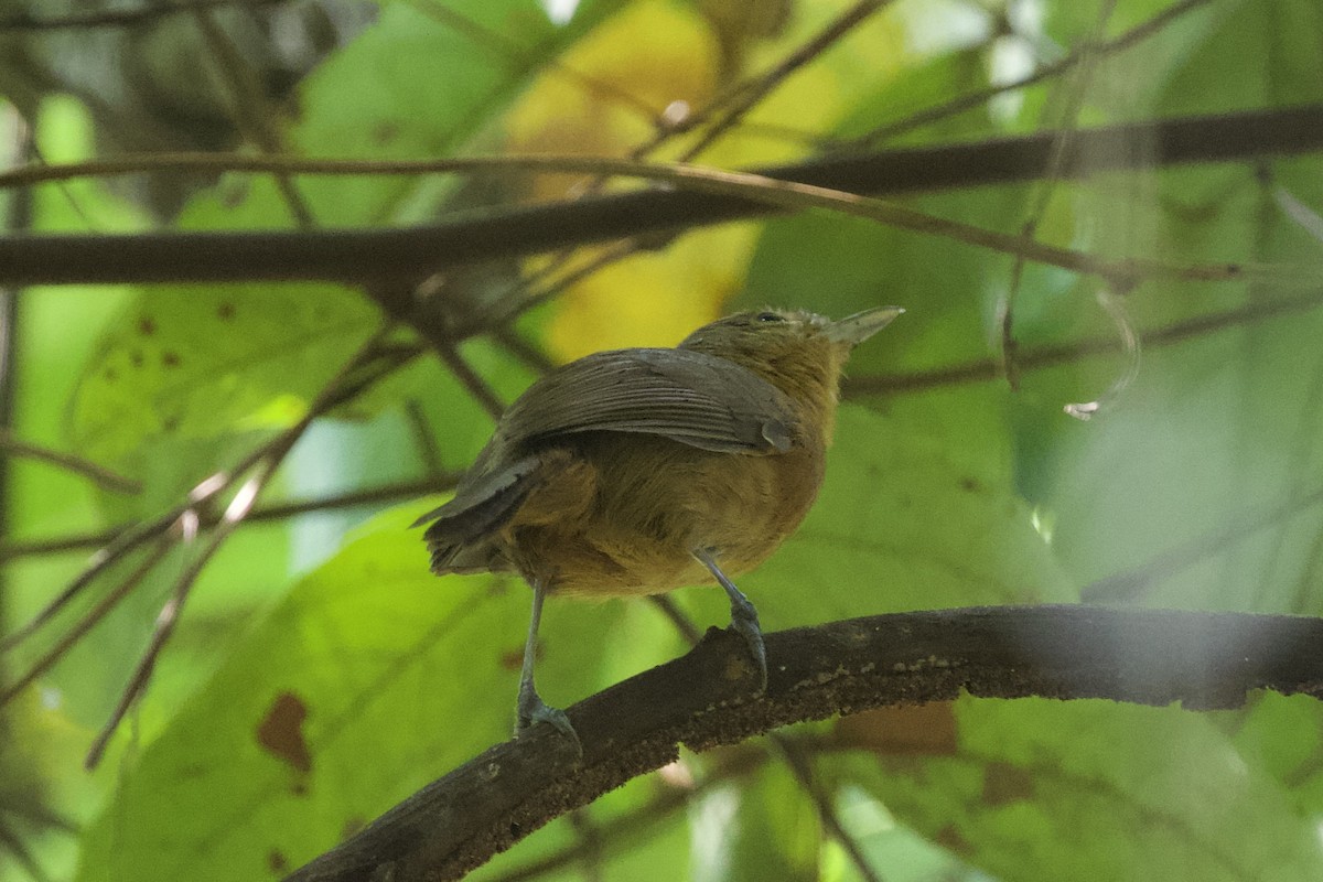 Chiriqui Foliage-gleaner - ML617039004