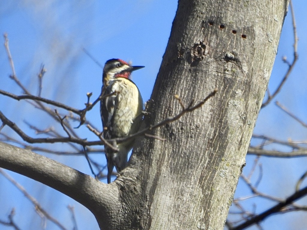 Yellow-bellied Sapsucker - ML617039025