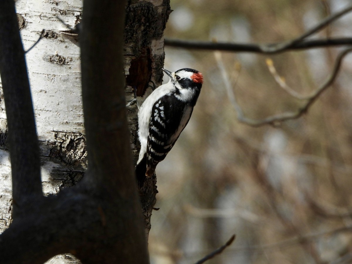 Downy Woodpecker - ML617039061