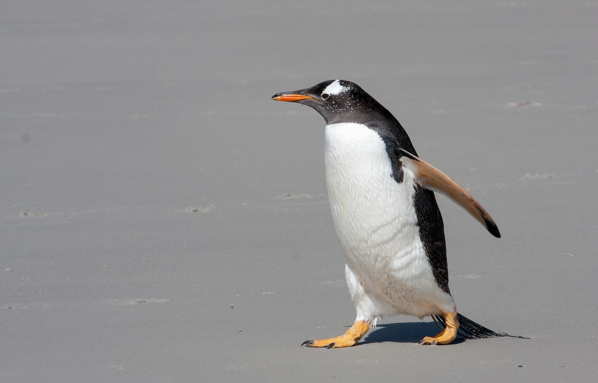 Gentoo Penguin - ML617039094