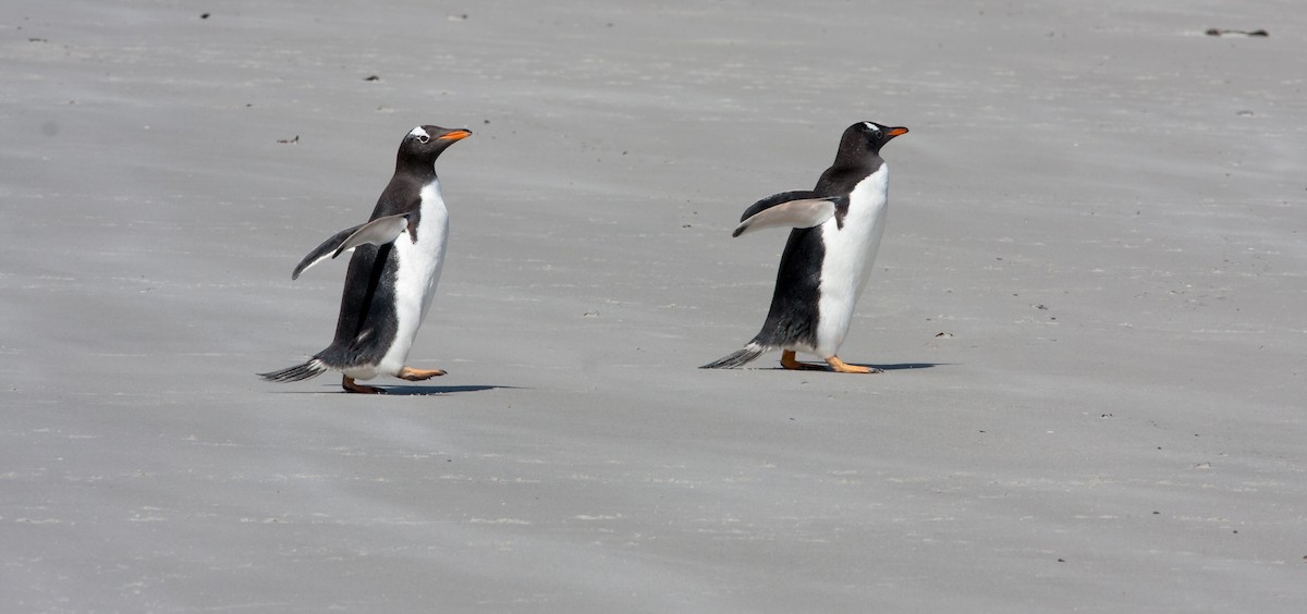 Gentoo Penguin - Anonymous