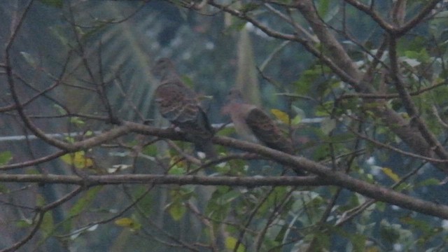 Oriental Turtle-Dove - ML617039107