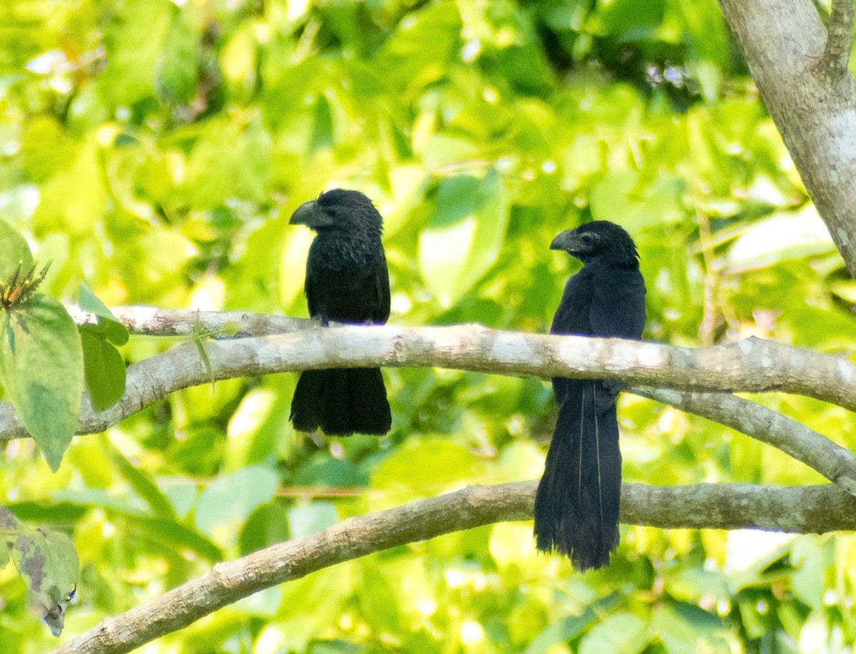 Groove-billed Ani - Greg Darone