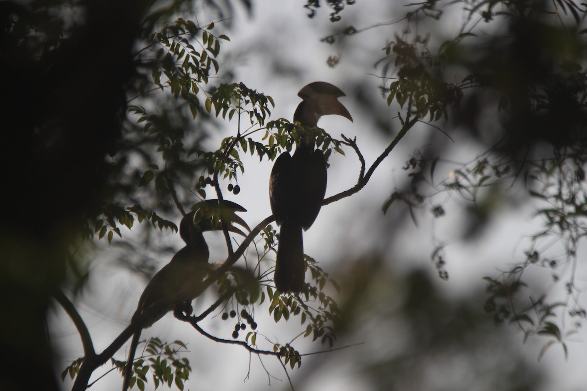 Malabar Pied-Hornbill - ML617039116