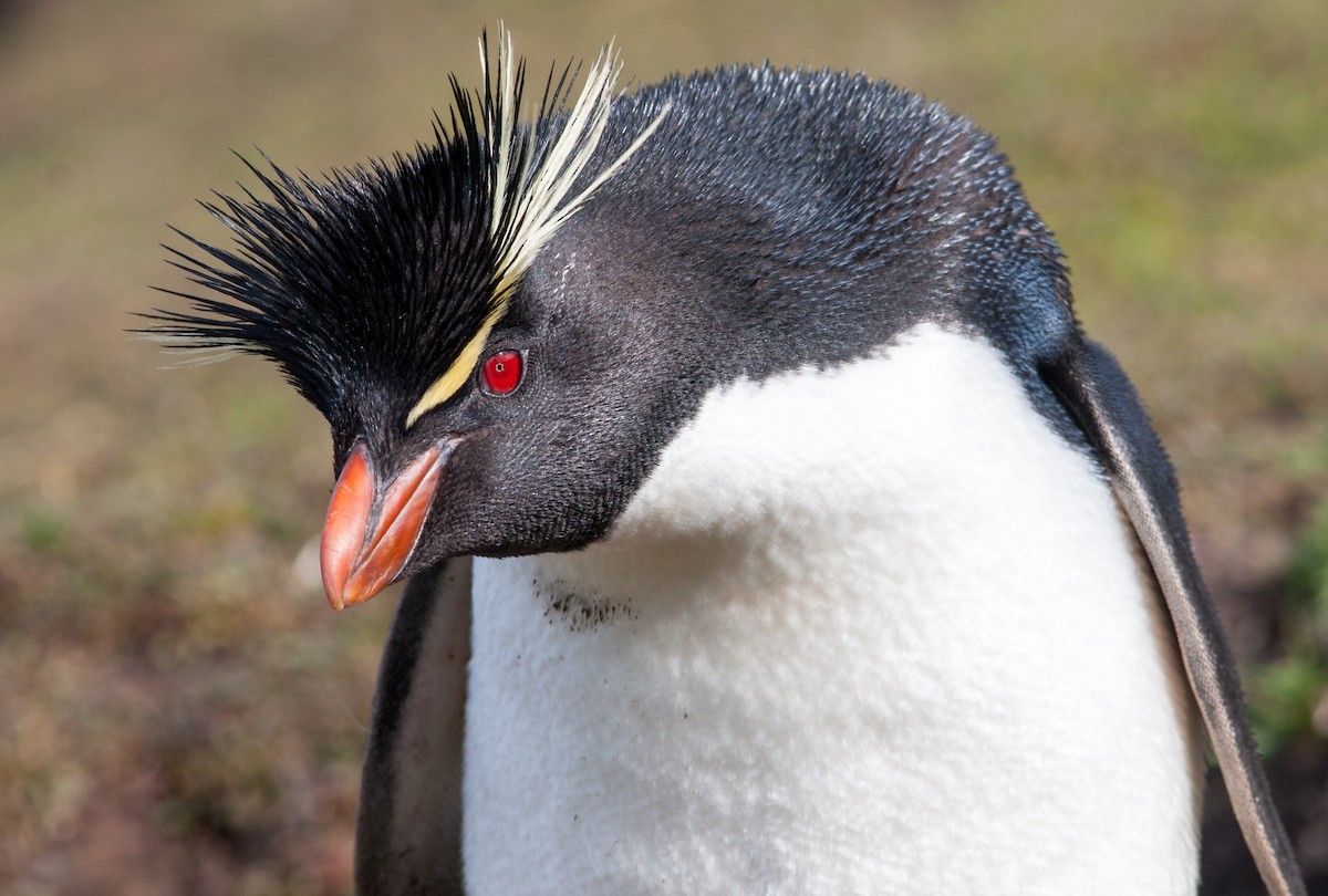 Pingüino Saltarrocas Meridional (chrysocome) - ML617039118