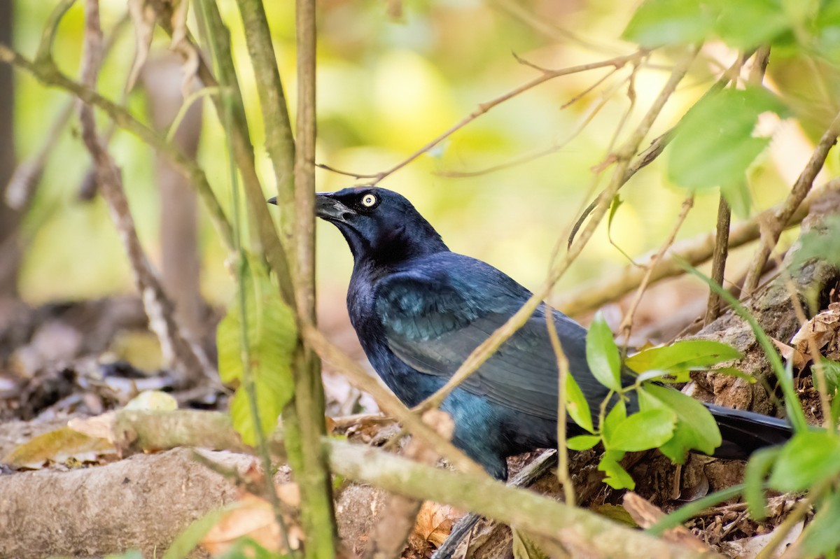 Great-tailed Grackle - Greg Darone
