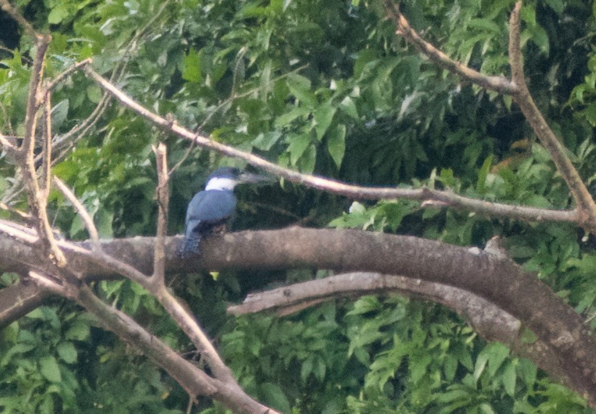 Ringed Kingfisher - ML617039131