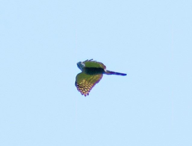 Double-toothed Kite - Greg Darone