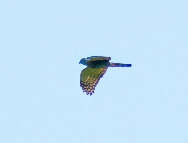 Double-toothed Kite - Greg Darone