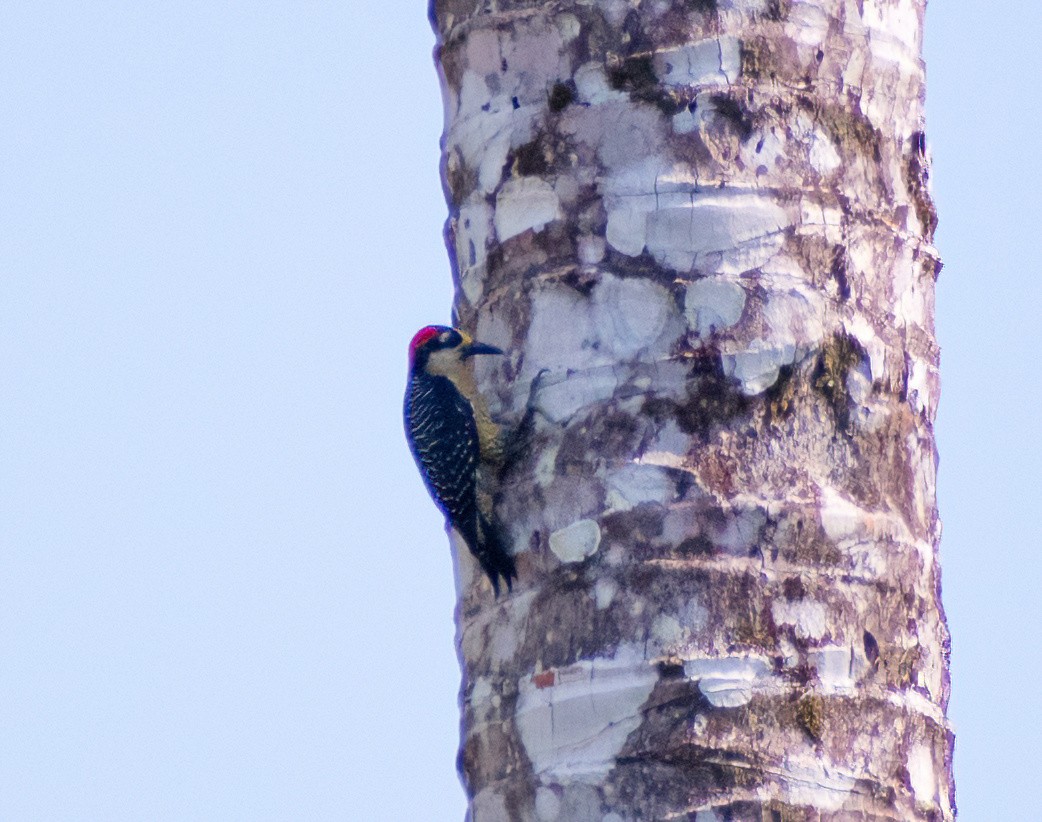 Black-cheeked Woodpecker - Greg Darone