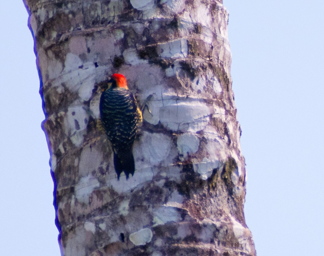 Black-cheeked Woodpecker - Greg Darone