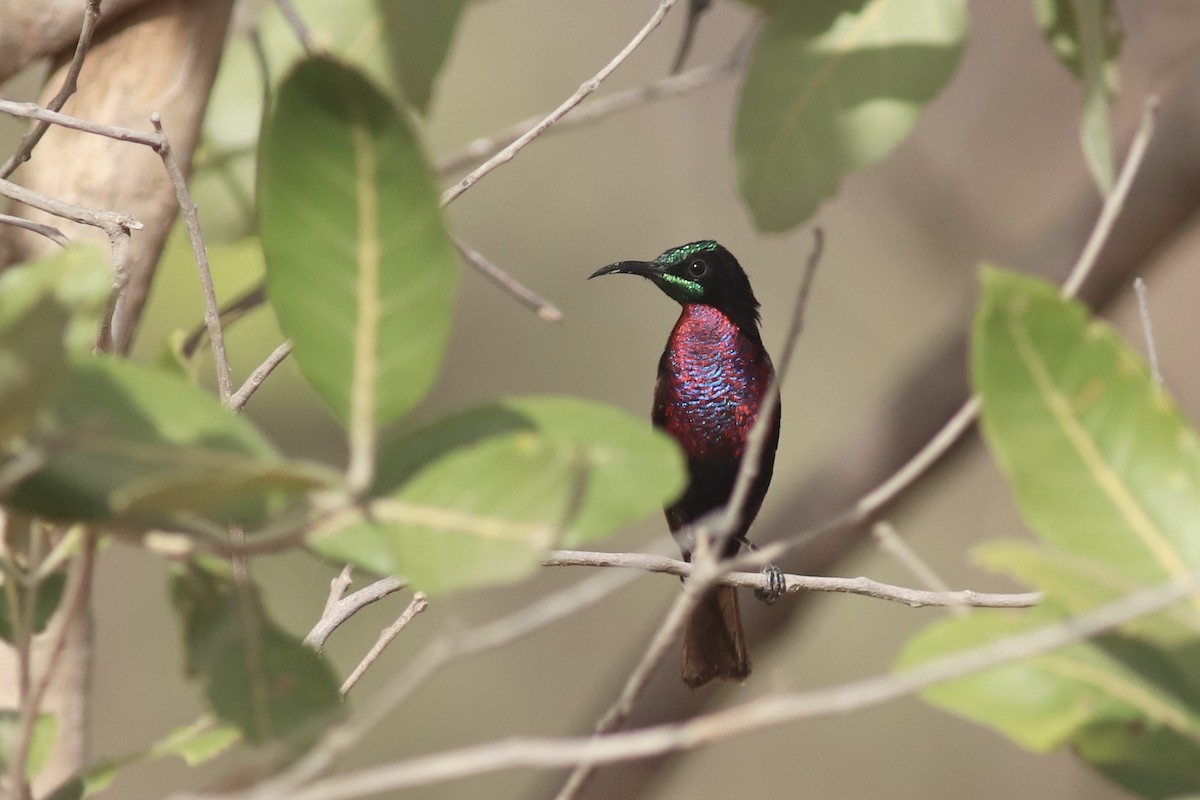 Scarlet-chested Sunbird - Leon Brüniger