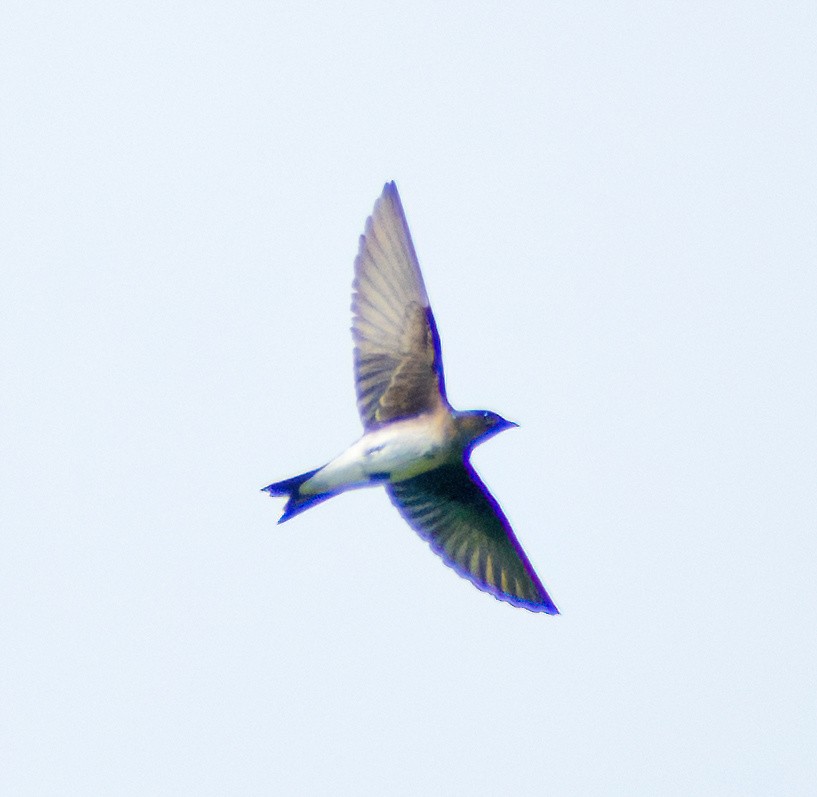 Golondrina Pechigrís - ML617039161