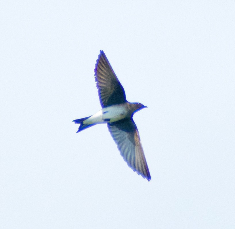 Gray-breasted Martin - Greg Darone