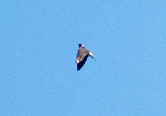 Cliff Swallow - ML617039167