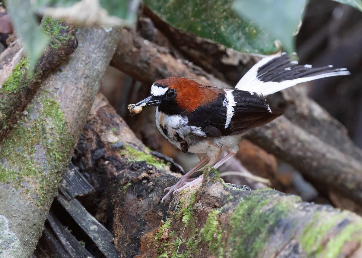 Chestnut-naped Forktail - ML617039173