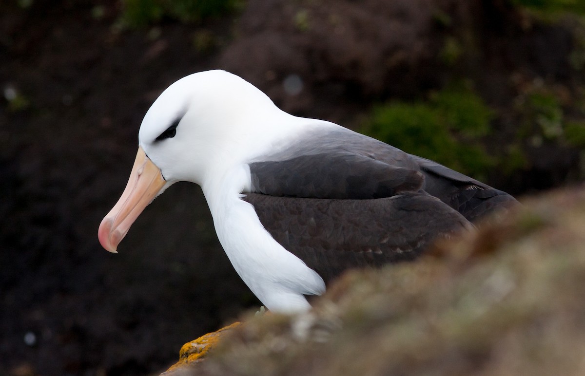 Albatros à sourcils noirs - ML617039176