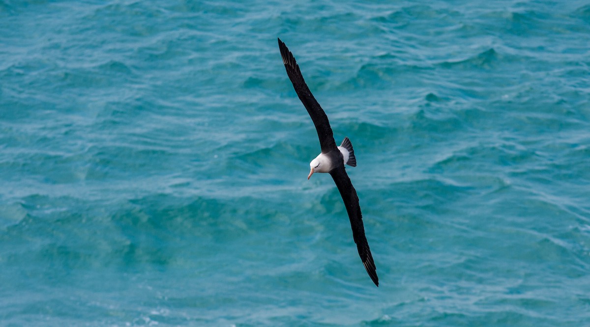 Albatros à sourcils noirs - ML617039178
