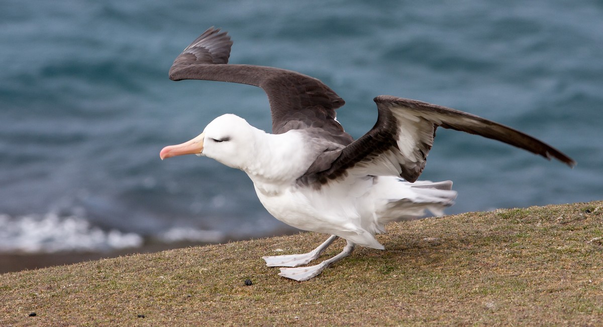 Albatros à sourcils noirs - ML617039180