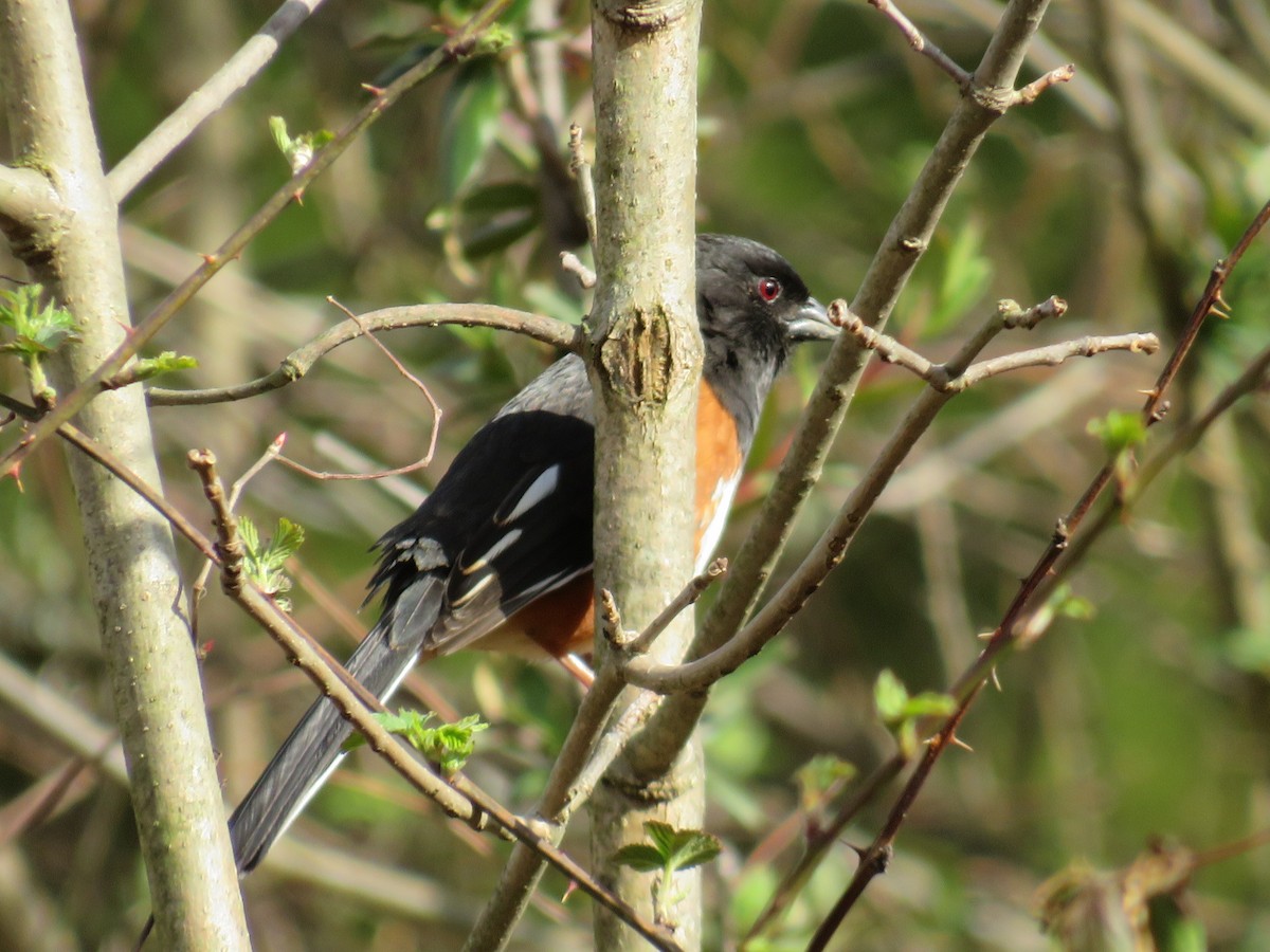 Eastern Towhee - ML617039182