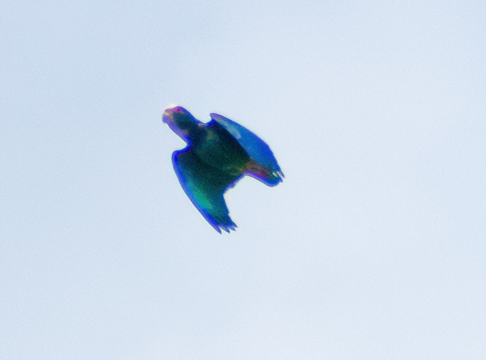 White-crowned Parrot - Greg Darone