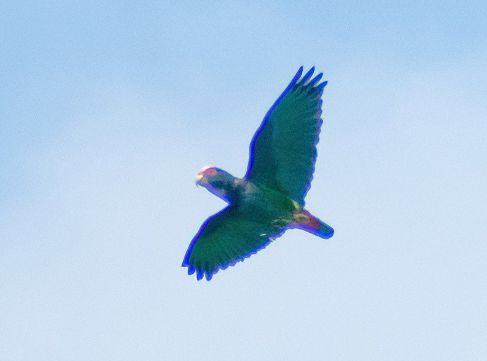 White-crowned Parrot - Greg Darone