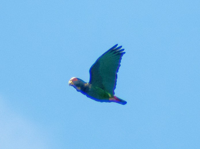 White-crowned Parrot - Greg Darone