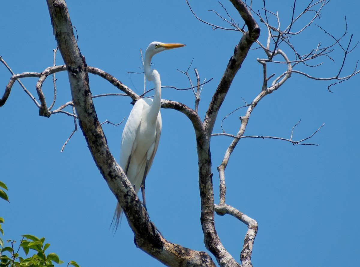 Great Egret - Greg Darone