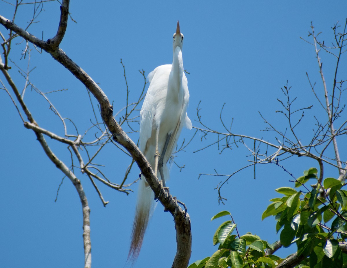 Great Egret - Greg Darone