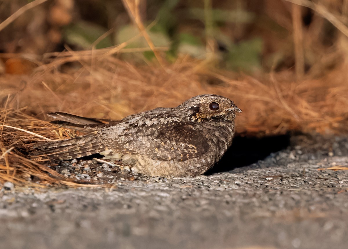 Gray Nightjar - ML617039217