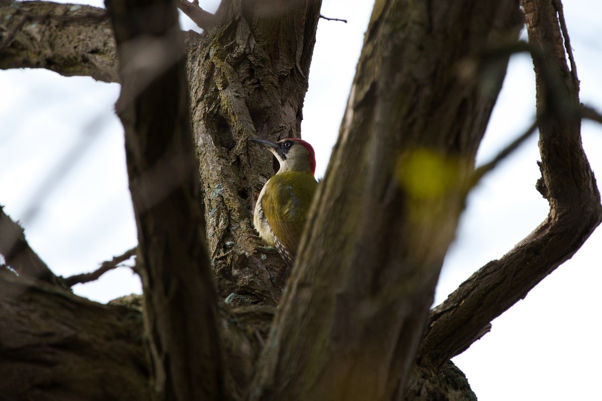 Eurasian Green Woodpecker - Laurence Lai