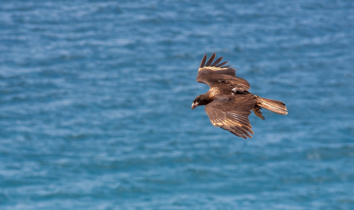 Striated Caracara - Anonymous