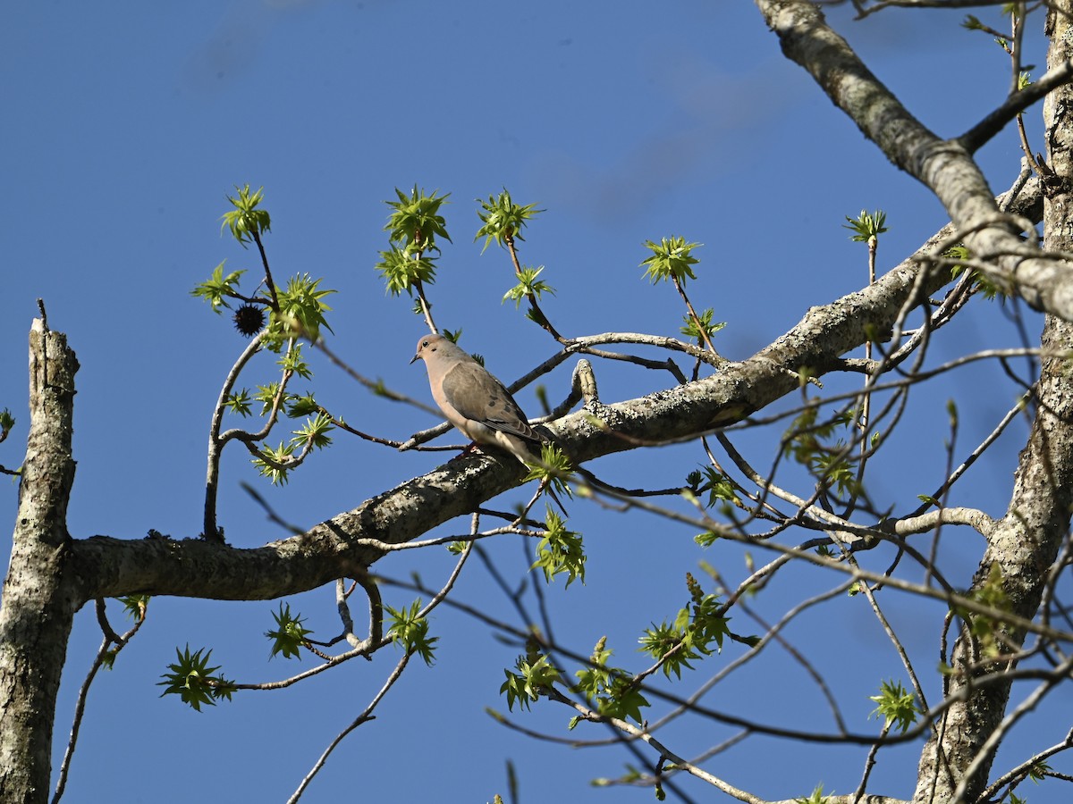 Mourning Dove - William Woody