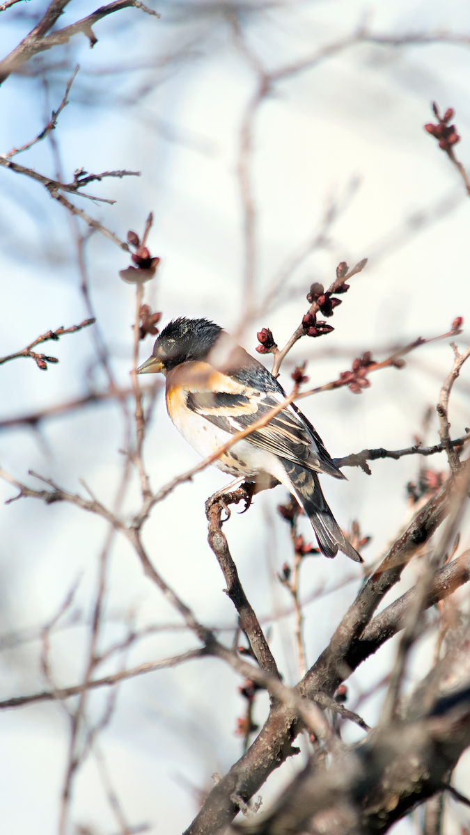 Brambling - Alireza Dindar