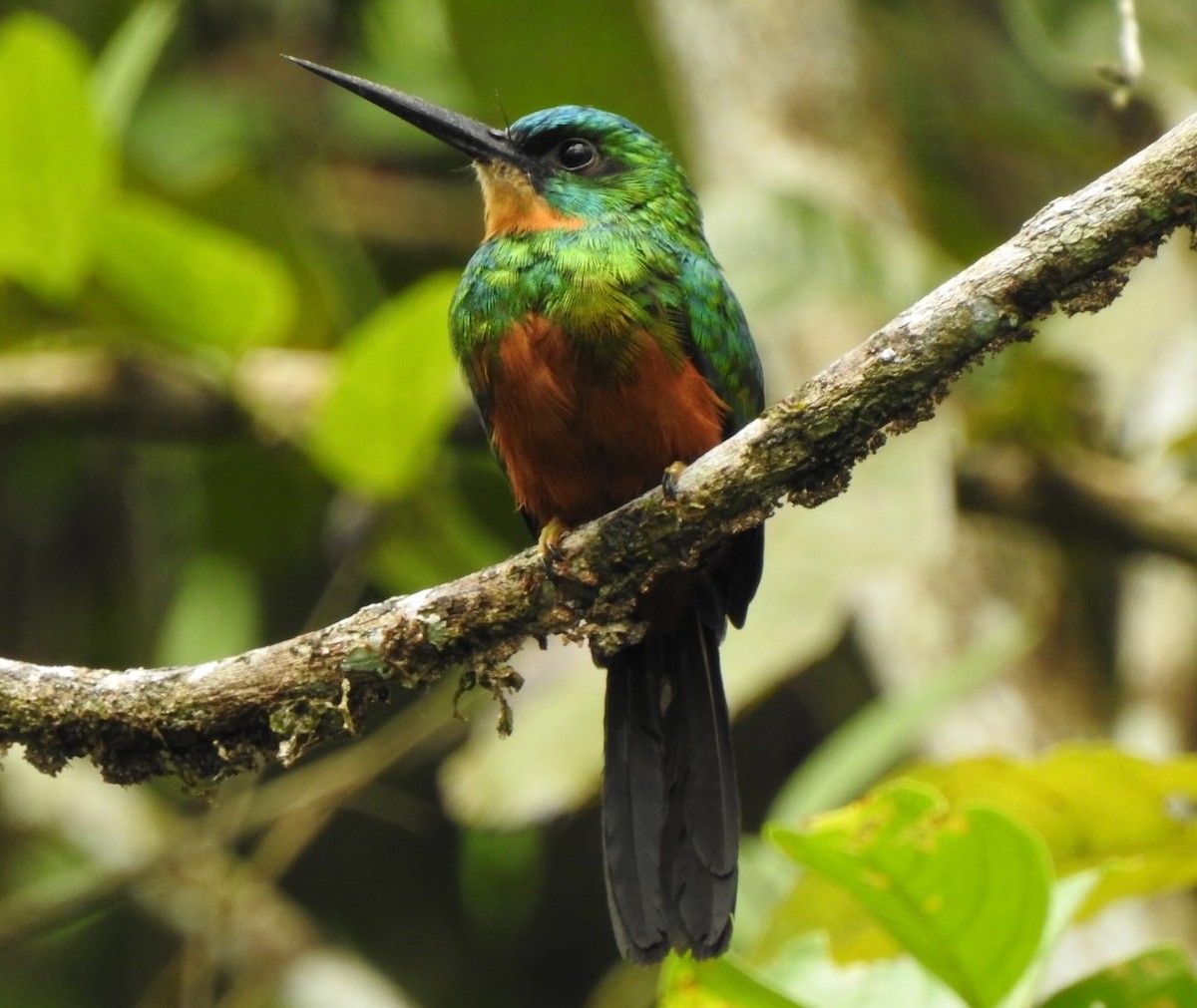 Green-tailed Jacamar - ML617039389