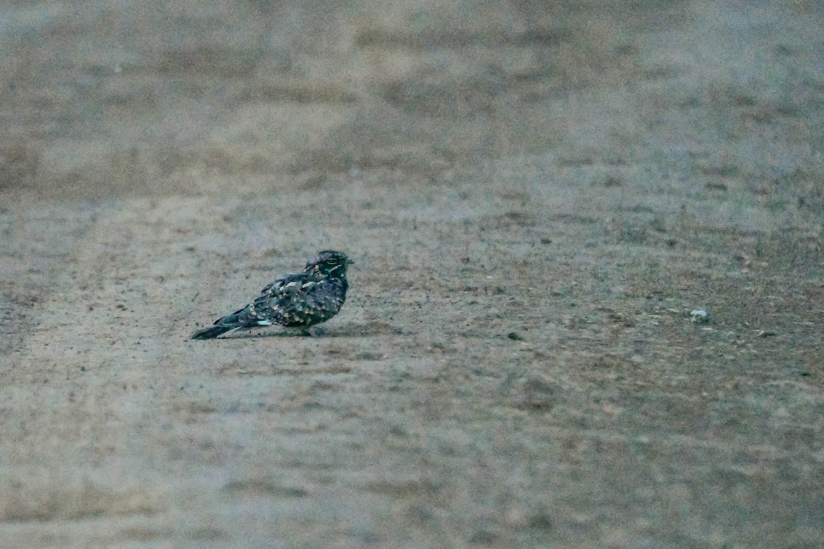 Sombre Nightjar - ML617039397