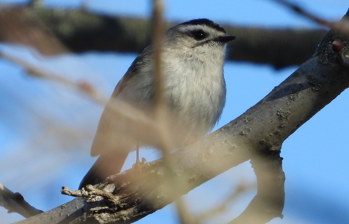 Golden-crowned Kinglet - Brent Daggett