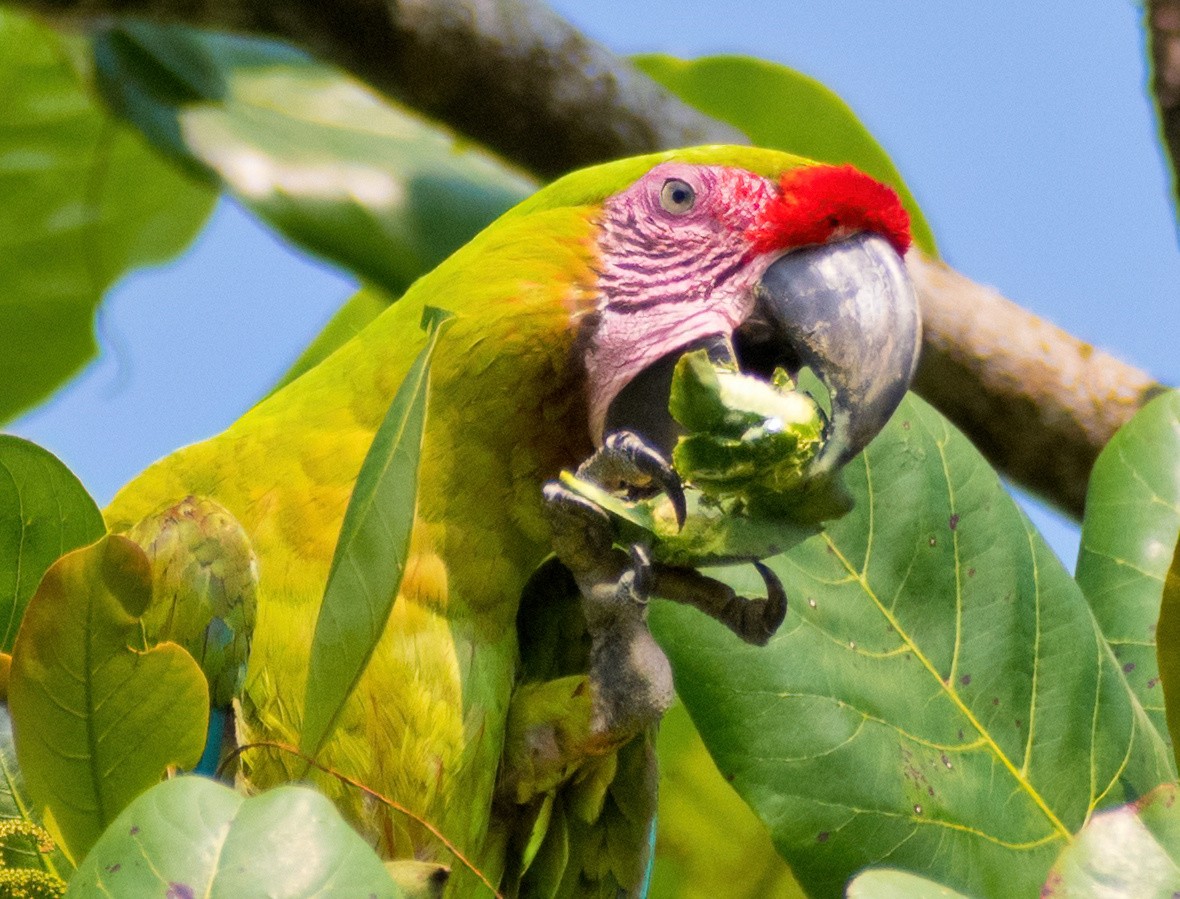 Great Green Macaw - Greg Darone