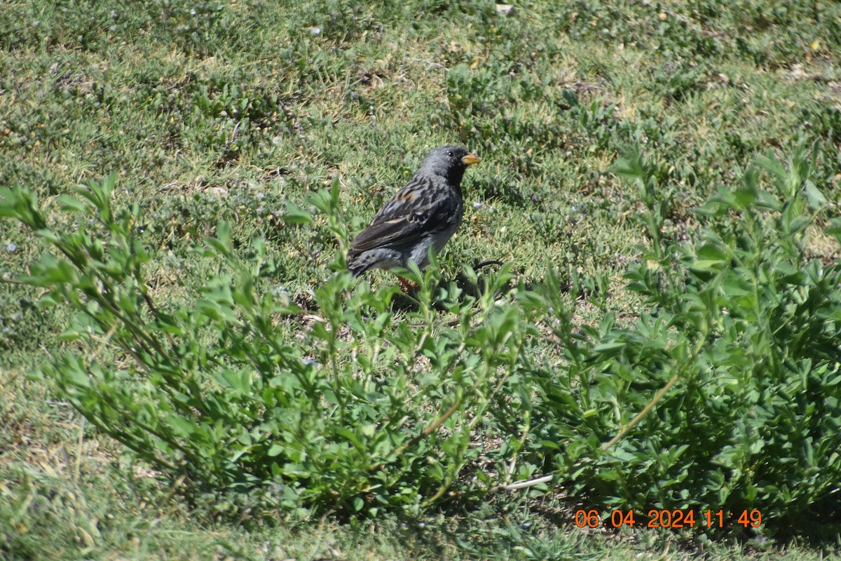 Mourning Sierra Finch - ML617039431