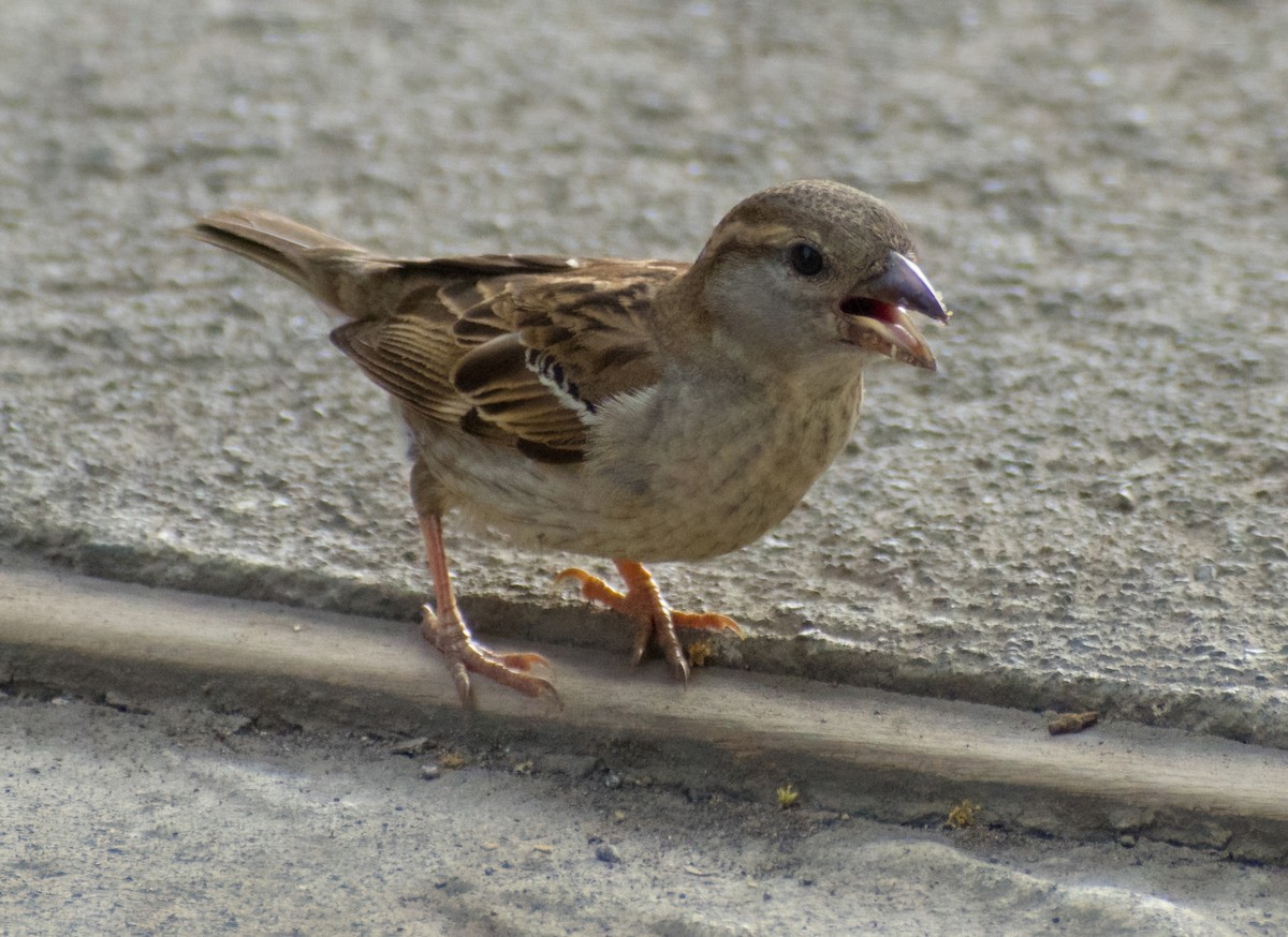 House Sparrow - Greg Darone