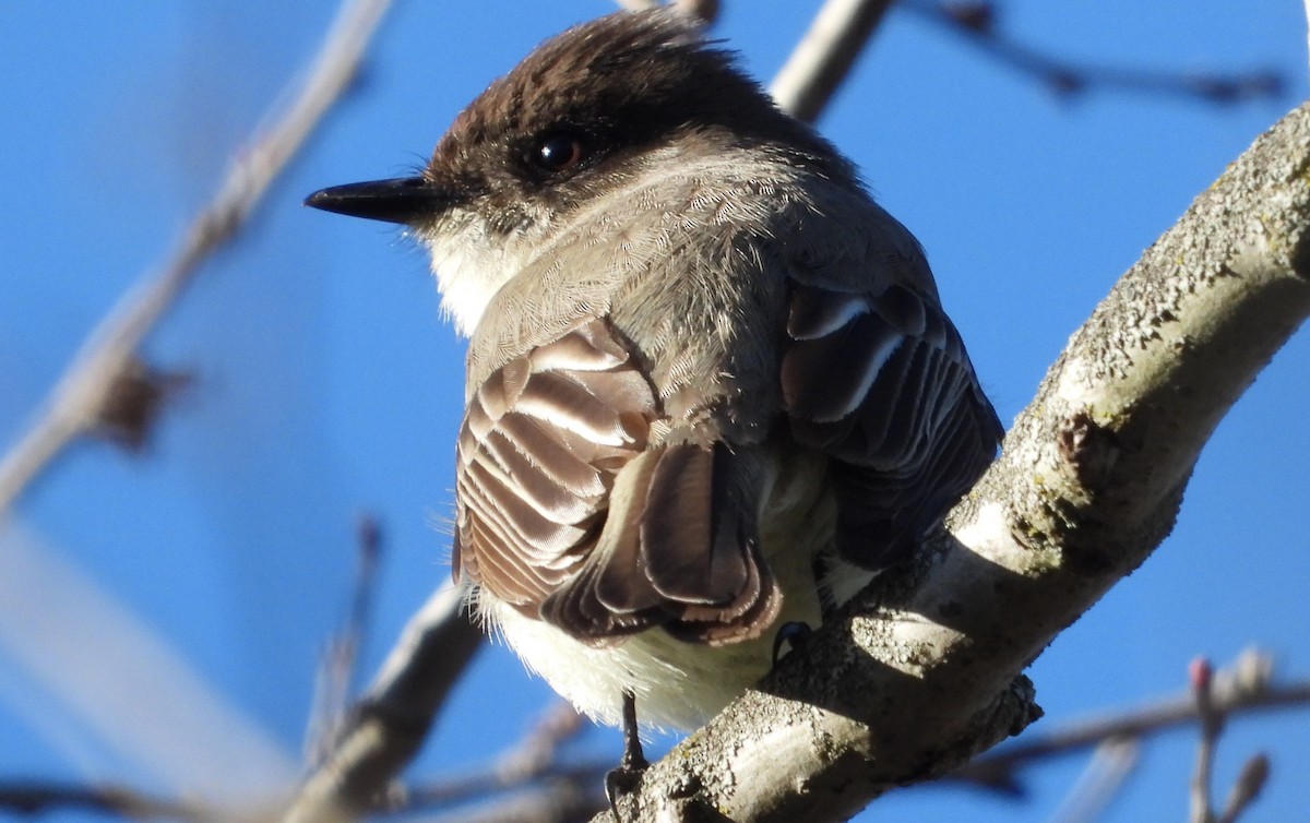 Eastern Phoebe - Brent Daggett