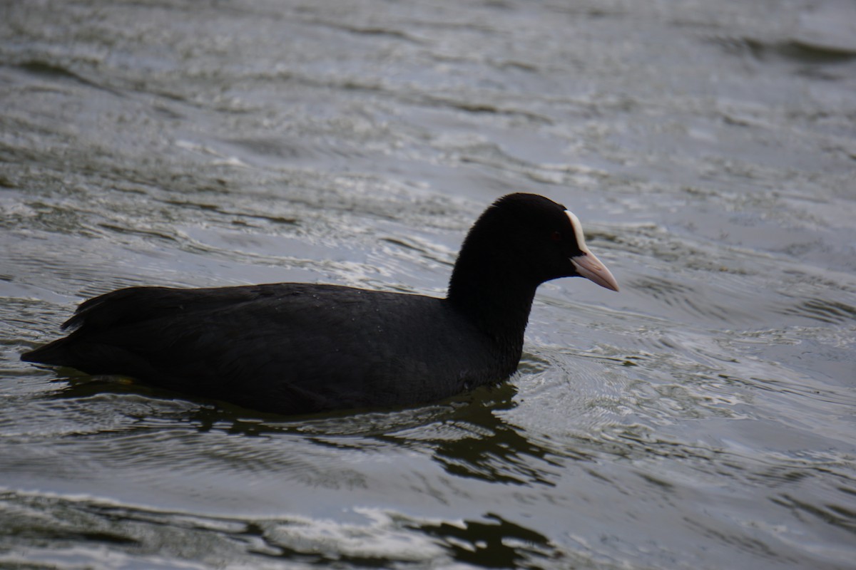 Eurasian Coot - ML617039459