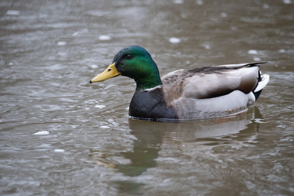 Canard colvert - ML617039469