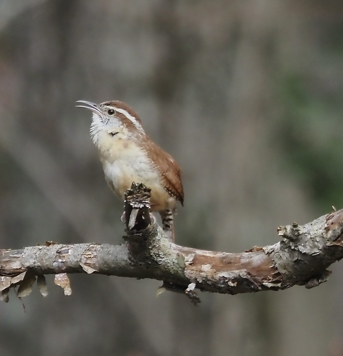 Carolina Wren - Suzette Stitely